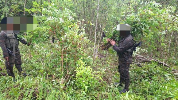 Guatemala destruye 128 mil arbustos de plantas de coca en Petén