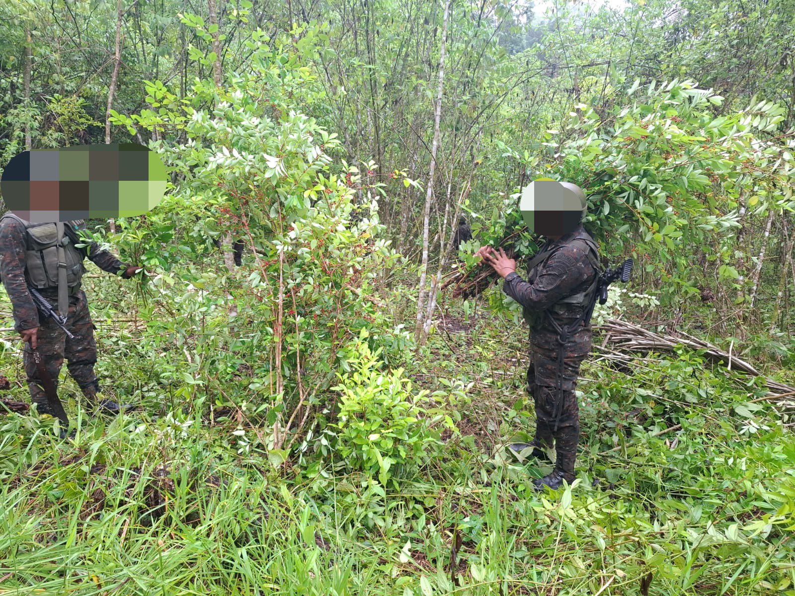 Guatemala destruye 128 mil arbustos de plantas de coca en Petén.