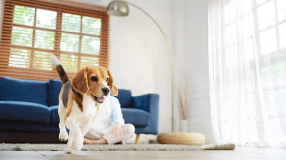 ¿Haz adoptado o comprado un perro? Conoce qué y para qué es la ‘Regla 3-3-3’ con los canes