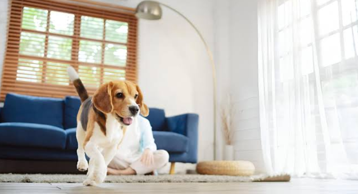 Conoce qué es y para qué es la Regla 3, 3, 3 en perros rescatados