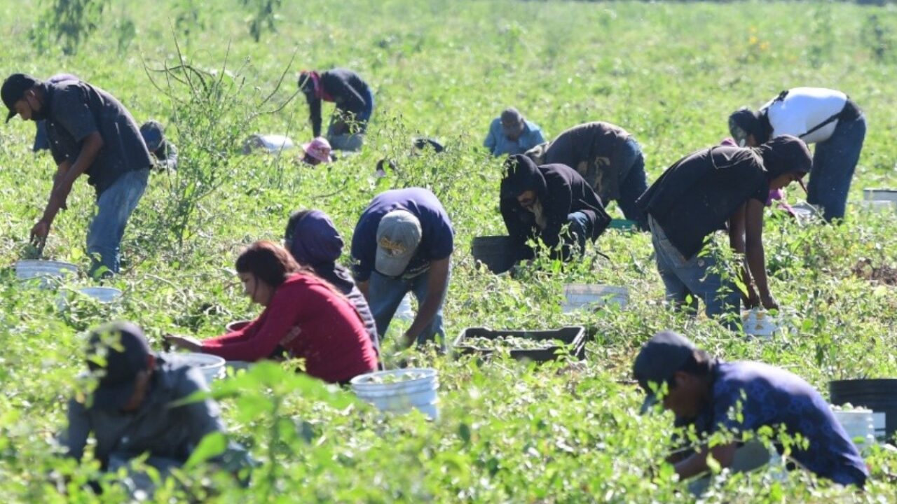 Denuncian abusos policiacos hacia jornaleros agrícolas de Guaymas y Empalme