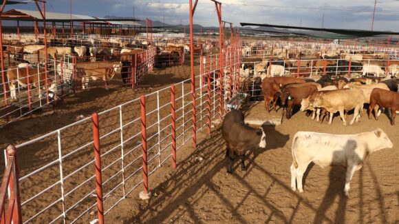 México suspende importación de ganado vivo desde Texas y Nuevo México por gusano barrenador