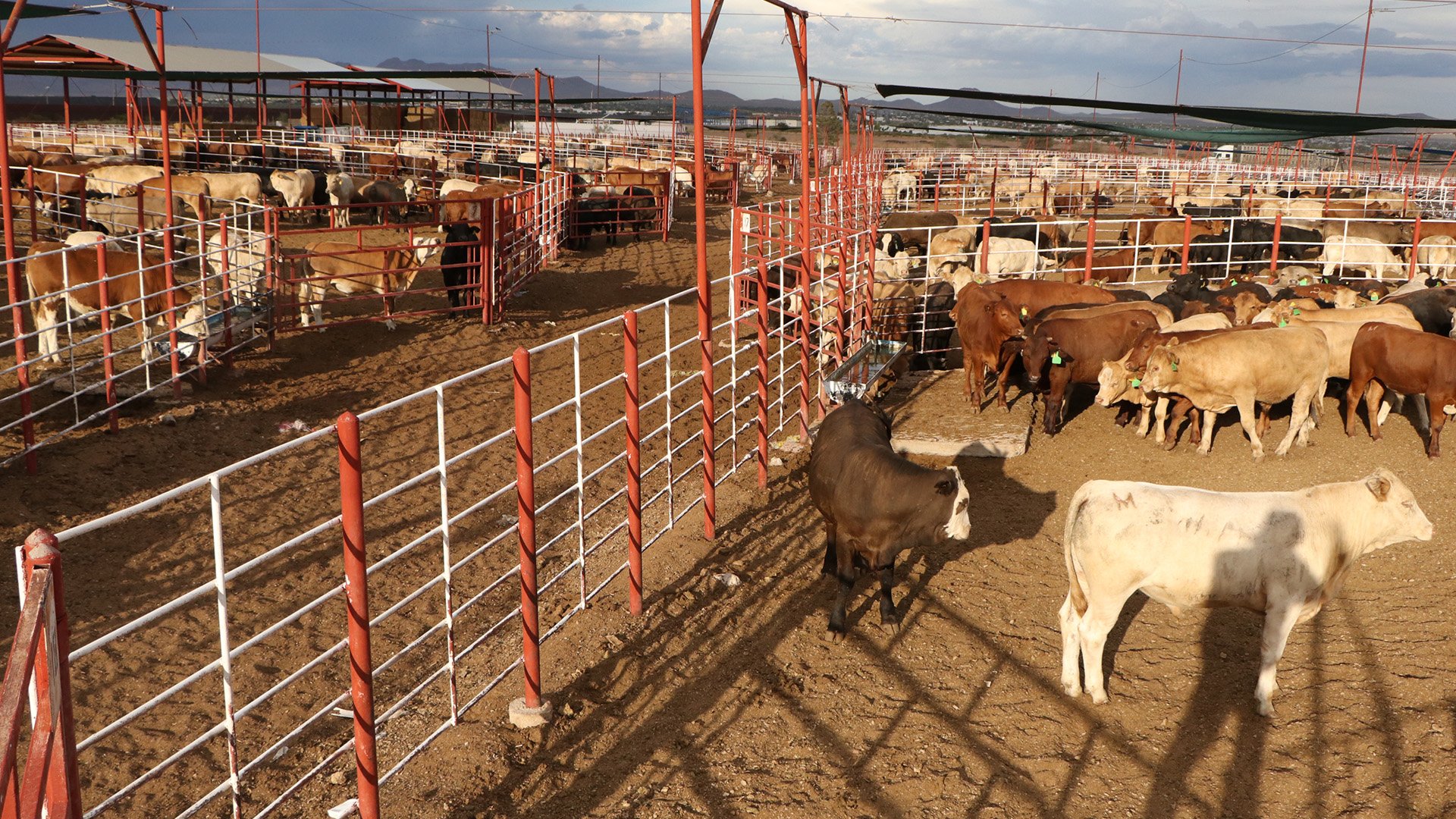 México suspende importación de ganado vivo desde Texas y Nuevo México por gusano barrenador.