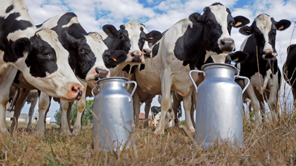 Gobierno de Sonora reconoce a productores lecheros en el Día Mundial de la Leche