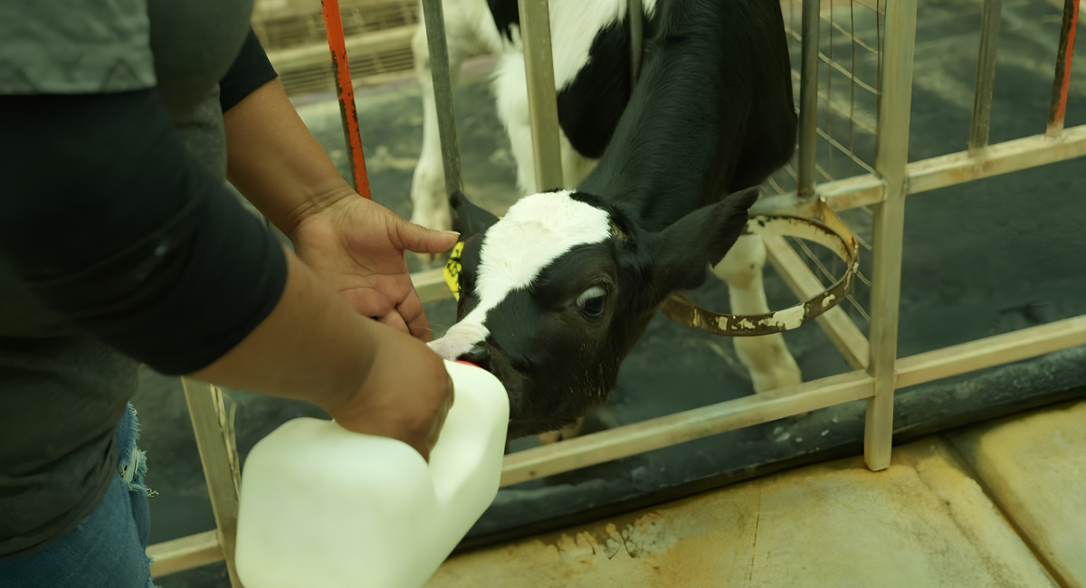 Gobierno de Sonora reconoce a productores lecheros en el Día Mundial de la Leche