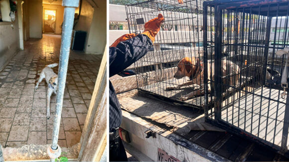 Rescatan a tres perros tras cateo en domicilio de Hermosillo; estaban descuidados y desnutridos