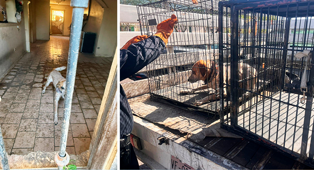 Rescatan a tres perros tras cateo en domicilio de Hermosillo; estaban descuidados y desnutridos