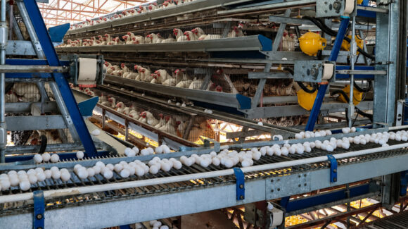 Producción de huevo en Sonora mantiene crecimiento sostenido y fortalece la seguridad alimentaria