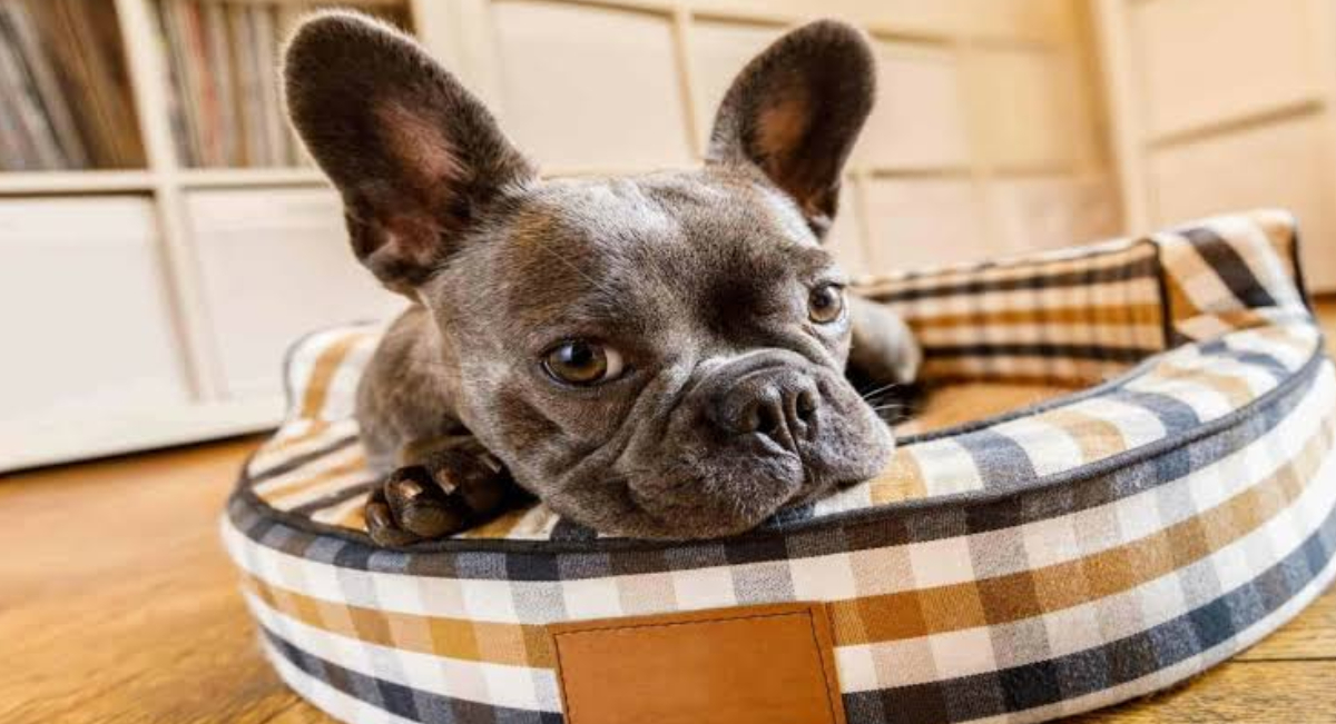 La Regla de 3, 3, 3 en perros importa para una buena adaptación