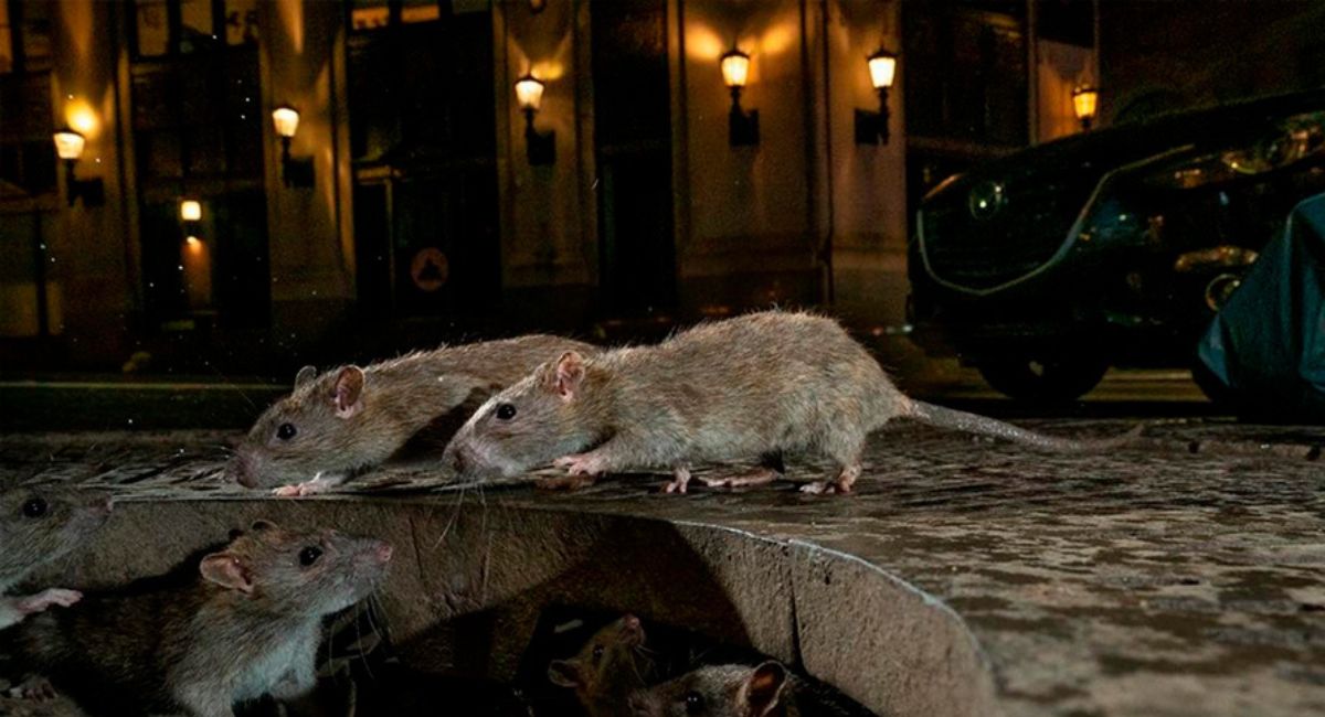 Los roedores han mutado genéticamente para ser más resistentes a los pesticidas
