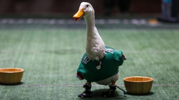 Merlín, el pato viral por apoyar a la Selección Mexicana, se vuelve el embajador oficial de la CDMX para el Mundial 2026