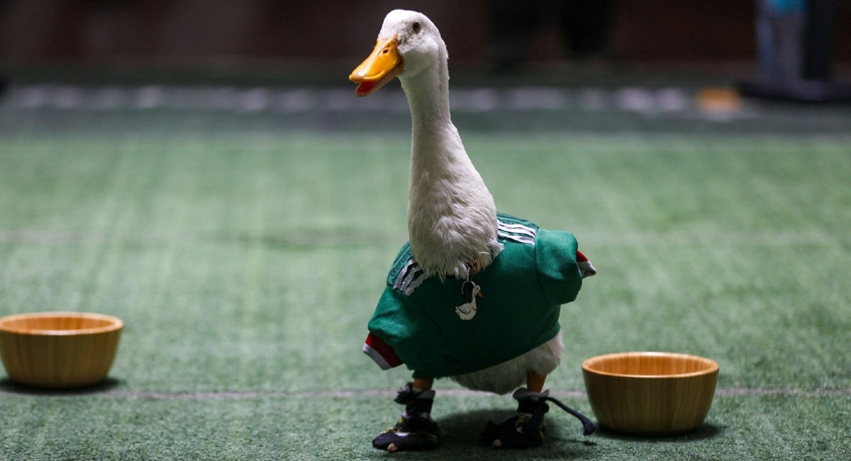Merlin, el pato viral del Mundial 2026, se vuelve el símbolo oficial de la CDMX tras apoyar a la Selección Mexicana