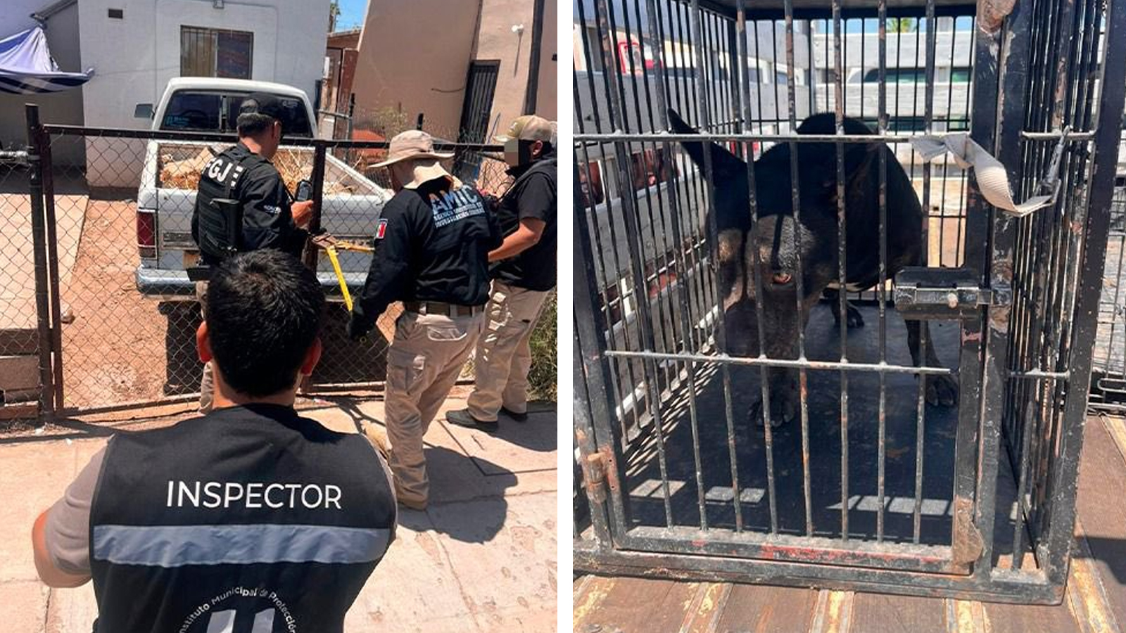 Fiscalía de Sonora asegura en Hermosillo a perro pitbull en condición de abandono; investigan a dueños