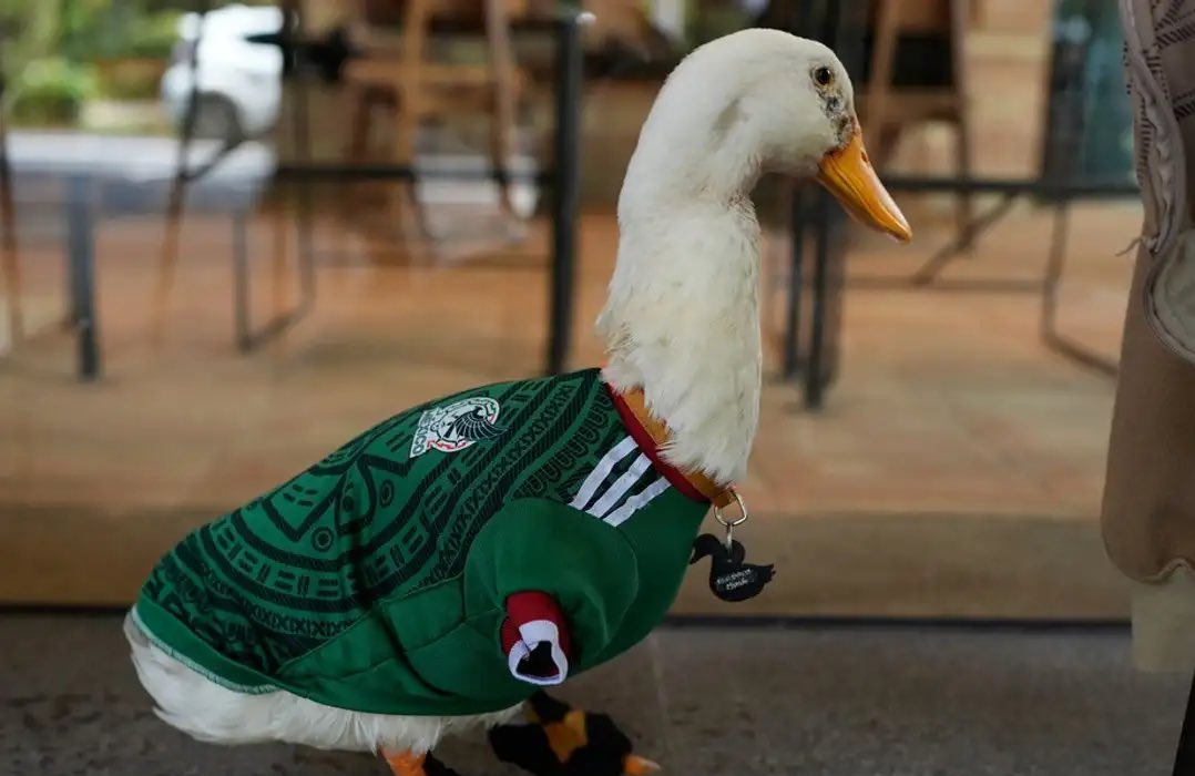 Pato Merlín llega al México vs Chequia y causa furor entre aficionados