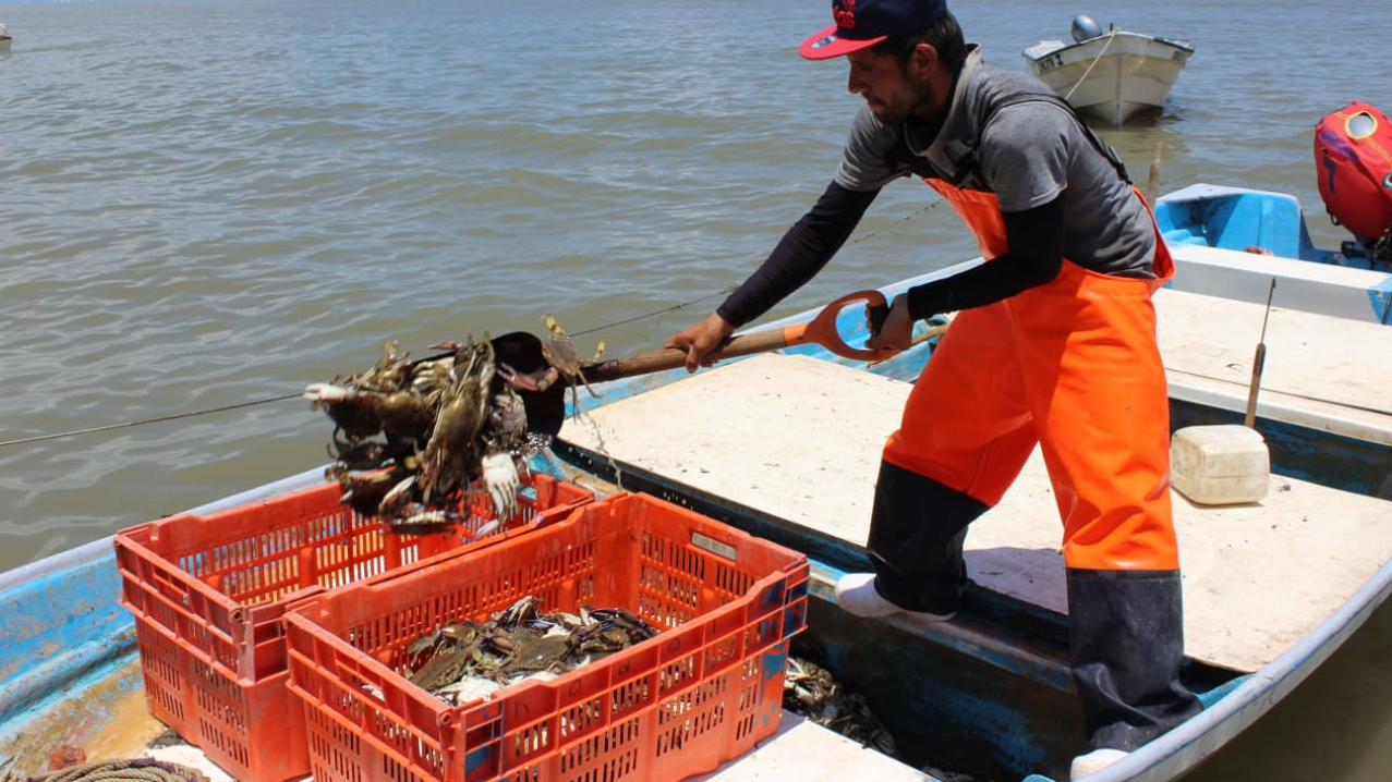 Pescadores de Guaymas y Empalme ven en la jaiba una esperanza ante temporada de vedas