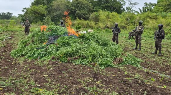 Guatemala destruye más de 115 mil plantas de marihuana en operativo en Petén