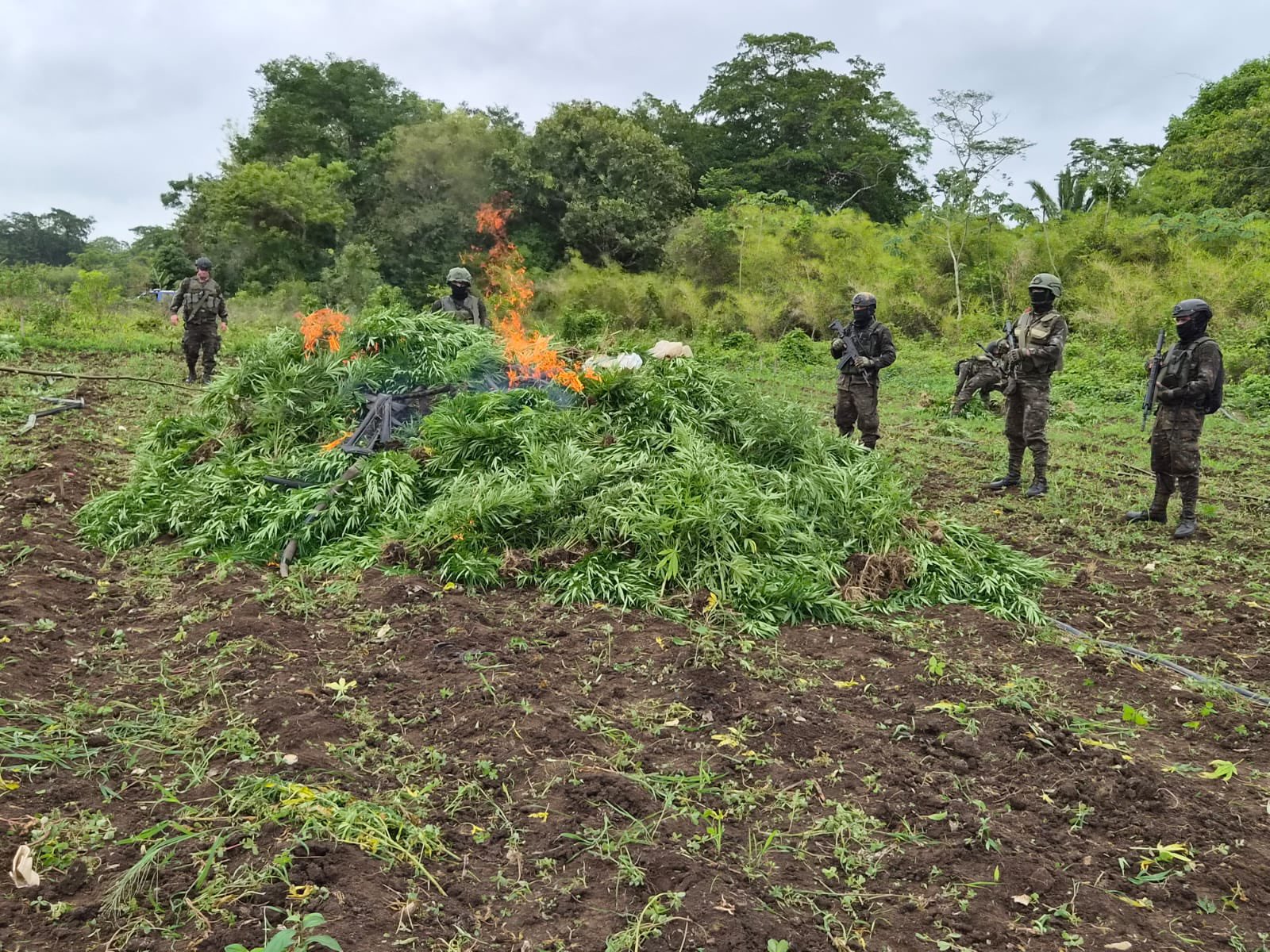 Guatemala destruye más de 115 mil plantas de marihuana en operativo en Petén.