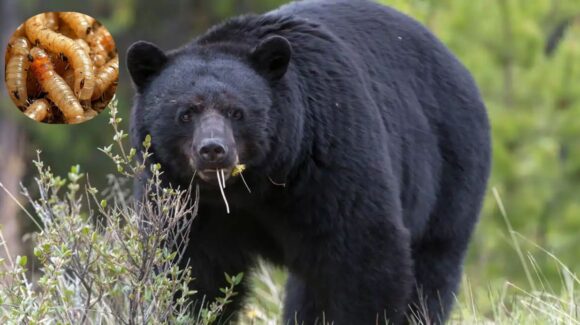 Primer caso de Gusano Barrenador en un oso negro de Nuevo León