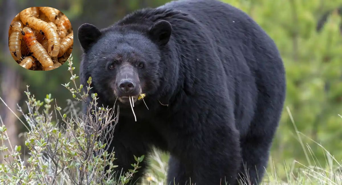Primer caso de Gusano Barrenador en un oso negro de Nuevo León