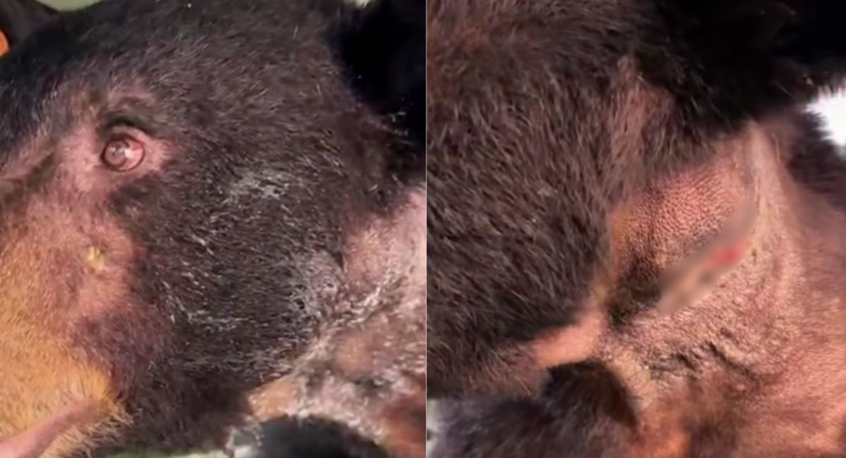 Primer caso de Gusano Barrenador en un oso negro de Nuevo León