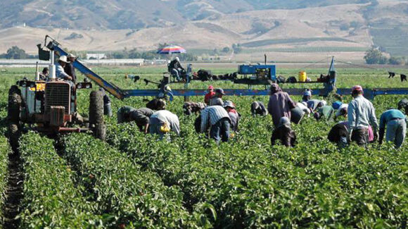 Urgen productores de trigo definir apoyos emergentes ante vencimiento de créditos financieros