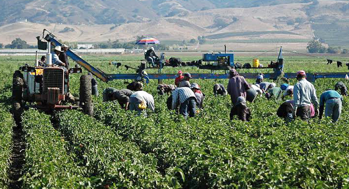 Urgen productores de trigo definir apoyos emergentes ante vencimiento de créditos financieros