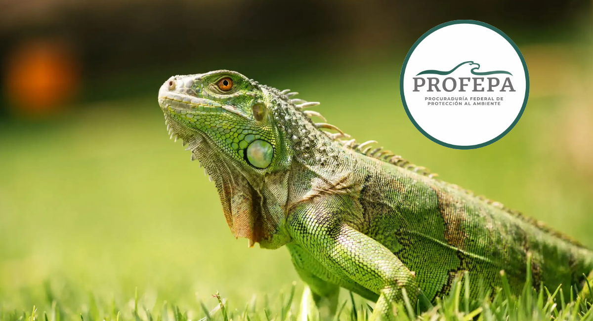 Profepa libera 19 iguanas en zona de manglar de Michoacán; descartan presencia de gusano barrenador