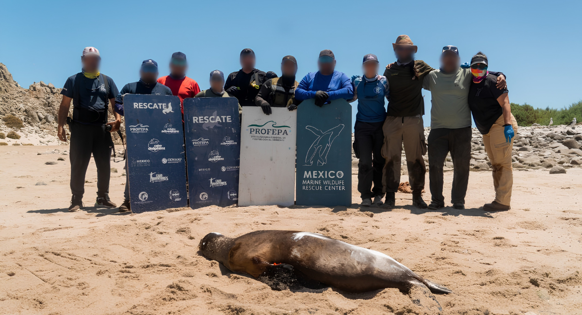Profepa libera 19 lobos marinos enmallados en redes de pesca en Baja California