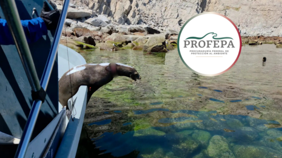 Profepa libera 19 lobos marinos enmallados en redes de pesca en Baja California
