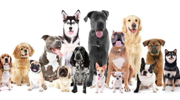 Conoce las razas de perros menos recomendables para familias con niños en casa y porqué serían peligrosos