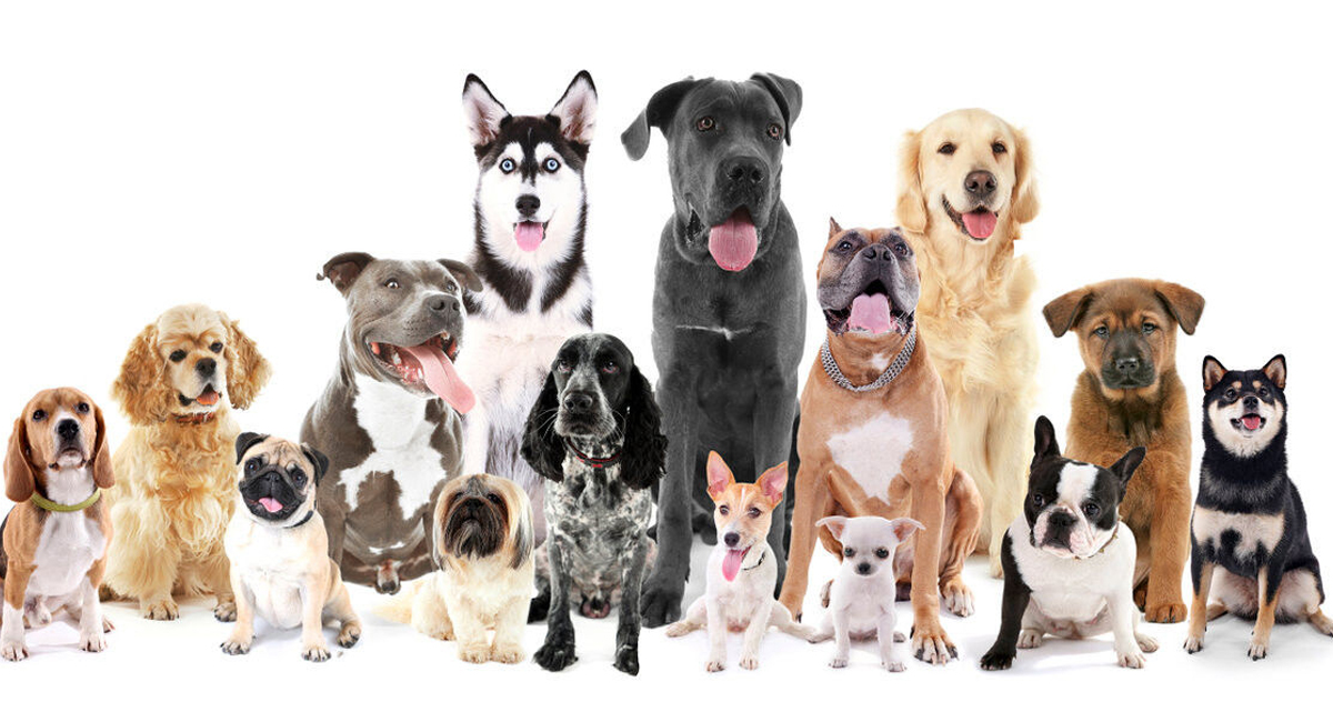 Razas de perros menos recomendables para familias con niños y porqué