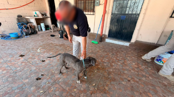 Rescatan a perro Pitbull durante cateo por presunto maltrato animal en Guaymas