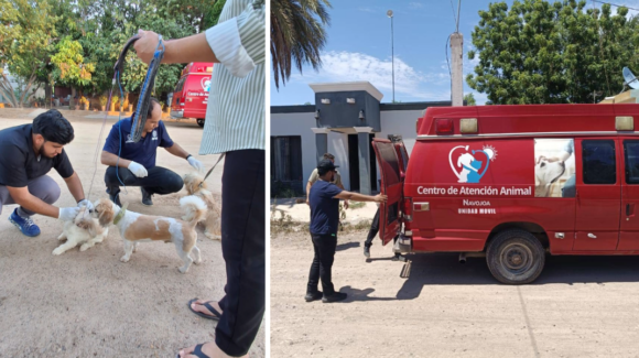 Buscan frenar sobrepoblación de perros y gatos en calles de Navojoa