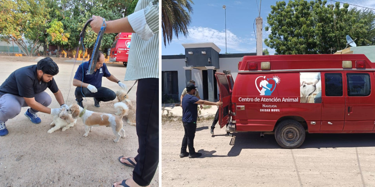 Sobrepoblación animal en Navojoa, un reto que urge contrarrestar