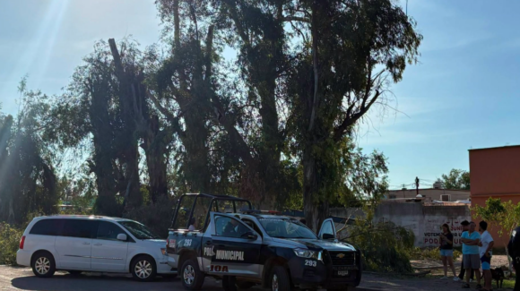 Poda de eucaliptos en Navojoa era ilegal, Ecología Municipal investiga a responsables