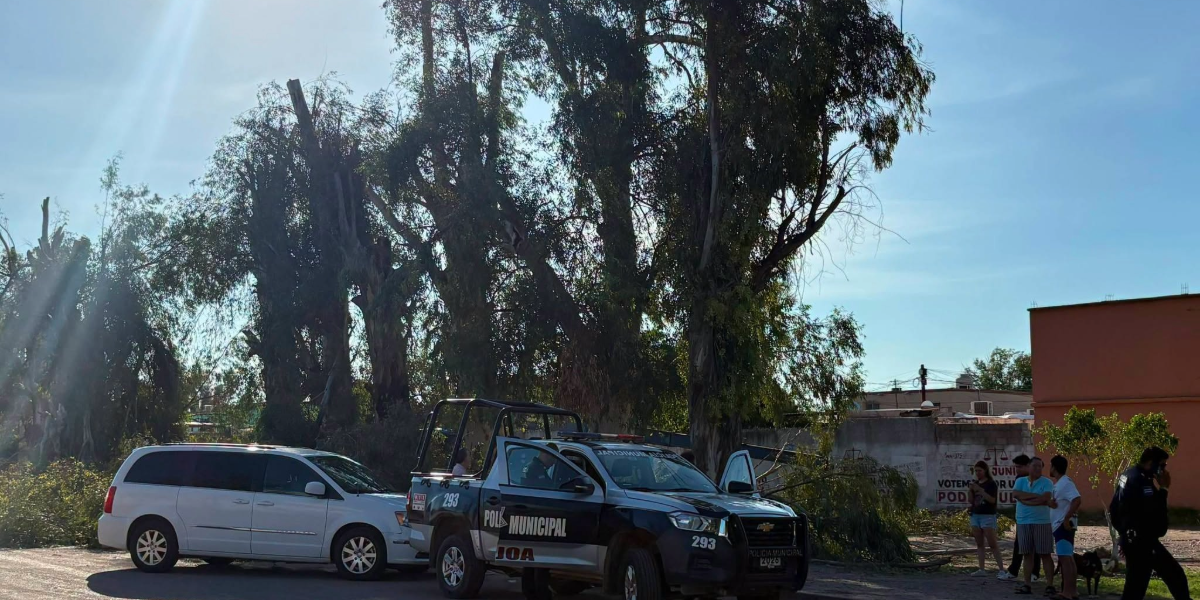 Poda de eucaliptos en Navojoa era ilegal, Ecología Municipal investiga a responsables
