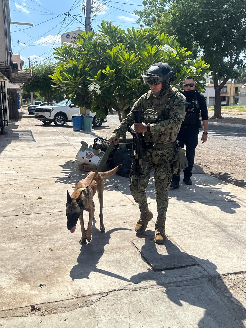 Una segunda oportunidad: Pastor belga rescatado en Cajeme podría integrarse Unidad K9