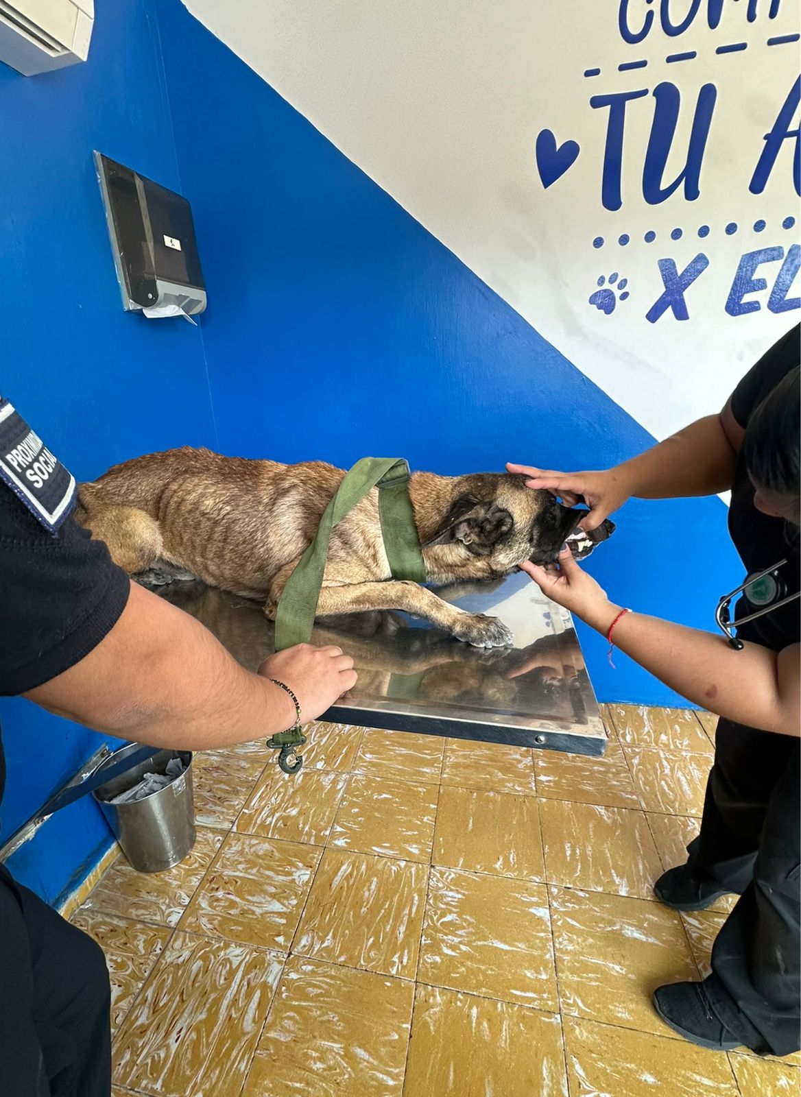 Una segunda oportunidad Pastor belga rescatado en Cajeme podría integrarse Unidad K9