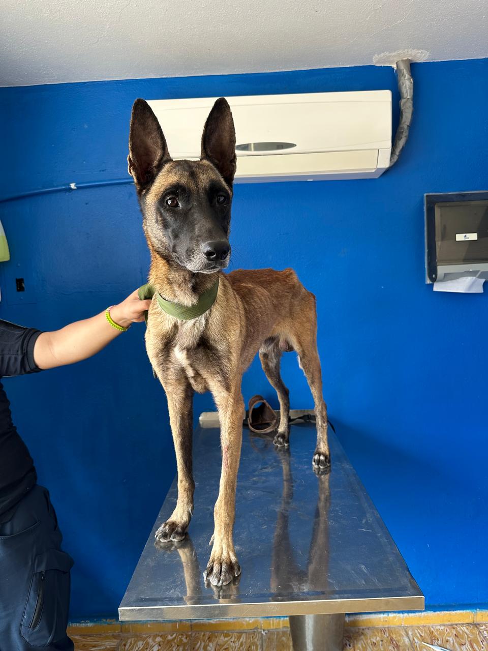 Una segunda oportunidad Pastor belga rescatado en Cajeme podría integrarse Unidad K9