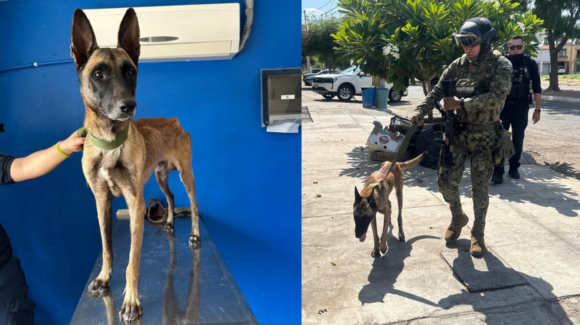 Una segunda oportunidad: Pastor belga rescatado en Cajeme podría integrarse Unidad K9