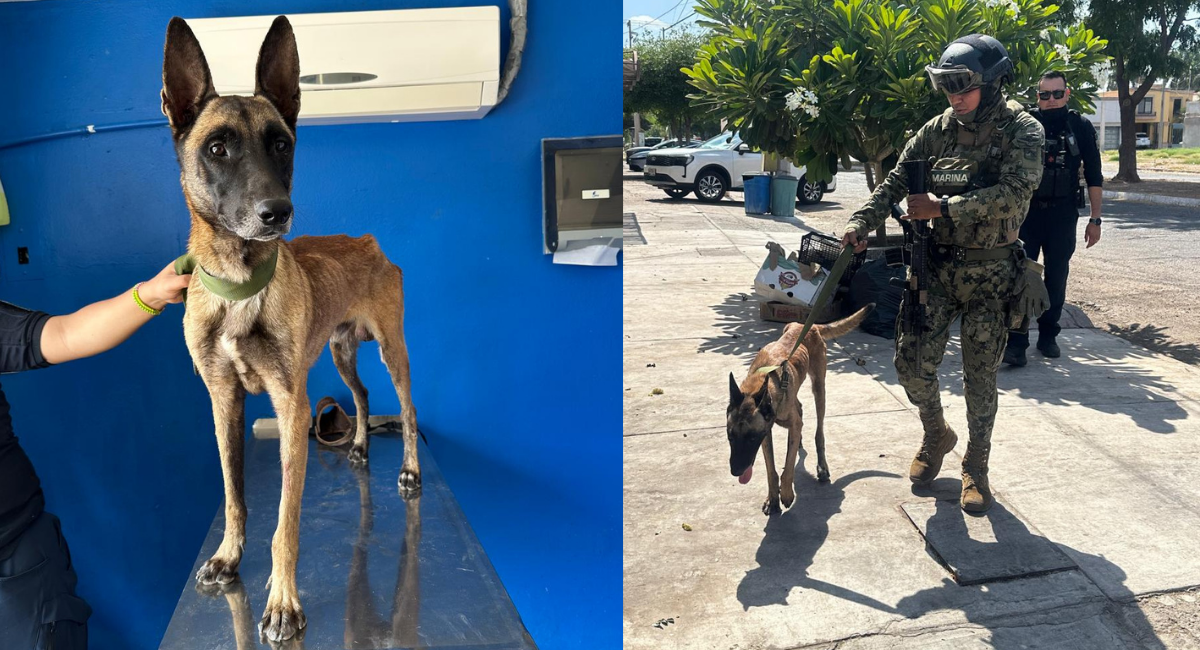 Una segunda oportunidad Pastor belga rescatado en Cajeme podría integrarse Unidad K9