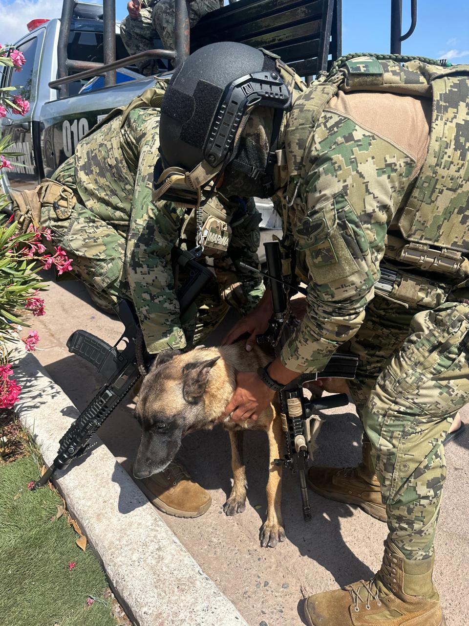 Una segunda oportunidad: Pastor belga rescatado en Cajeme podría integrarse Unidad K9