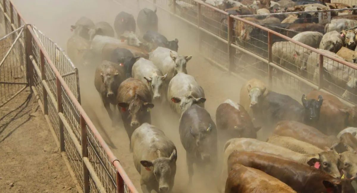 Detectan nuevos casos de gusano barrenador