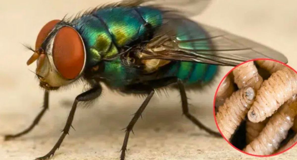 Chiapas tendrá nueva planta de mosca estéril contra el gusano barrenador
