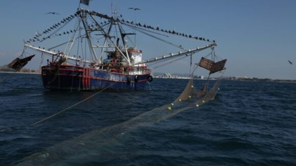 Pesca de altamar y ribereña navega en crisis; flota camaronera se encuentra abandonada
