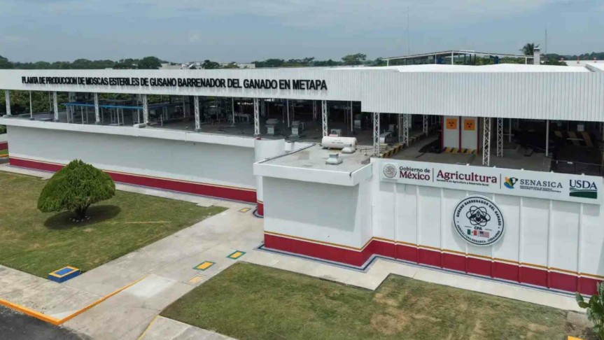 Abren en Chiapas planta para reforzar el combate al gusano barrenador