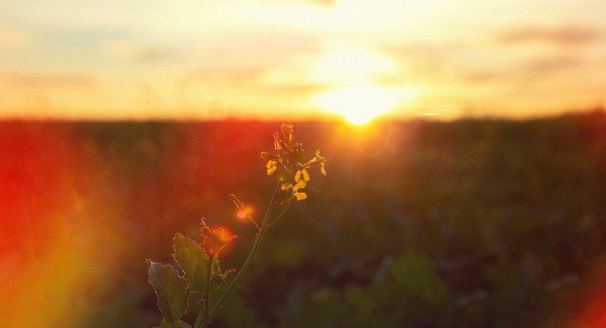 Conoce cuándo ocurre el solsticio de verano 2026 en México