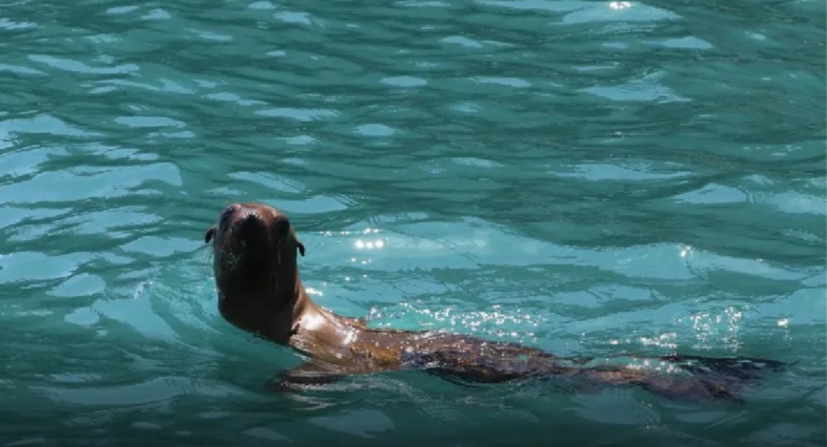 ¡De vuelta a casa! Loba marina regresa al Mar de Cortés tras dos meses de ser rescatada: Profepa