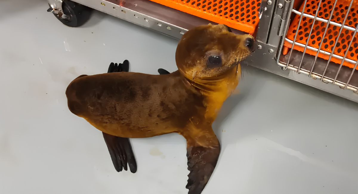 ¡De vuelta a casa! Loba marina regresa al Mar de Cortés tras dos meses de ser rescatada: Profepa