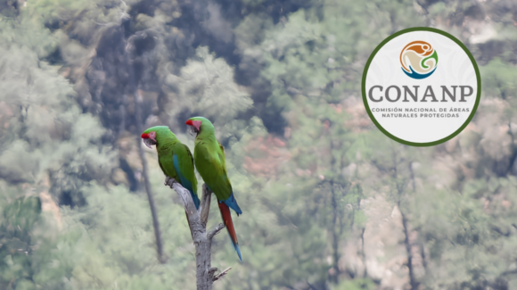 ¡Espectacular avistamiento! Conanp registra guacamaya verde en peligro de extinción en Chihuahua